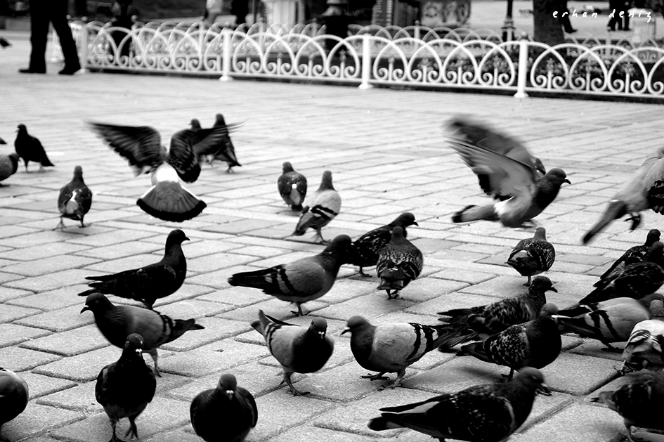 İstanbul'da Kuşlar